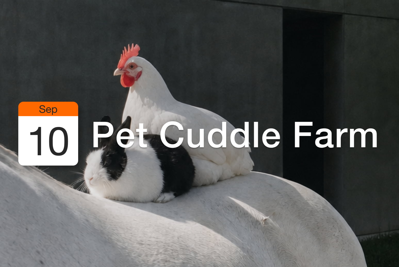 animal, bird, chicken, fowl, poultry, mammal, rat, rodent